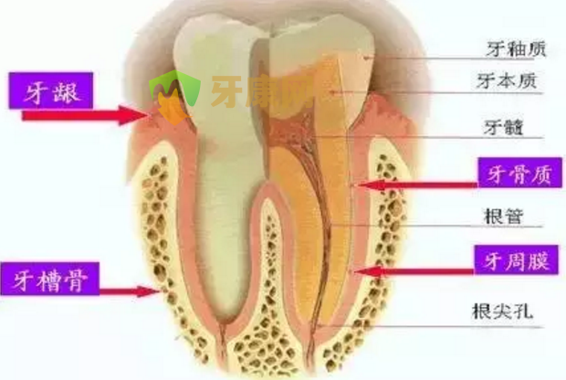 种植牙和假牙有什么区别