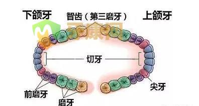 拔智齿瘦脸吗