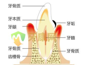 牙龈出血的原因