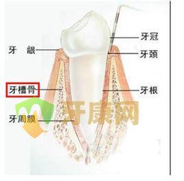 牙槽骨能再生吗