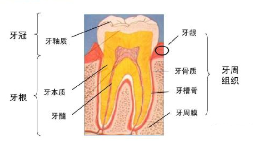 牙齿