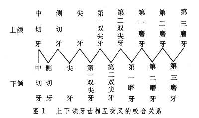 牙齿咬合关系