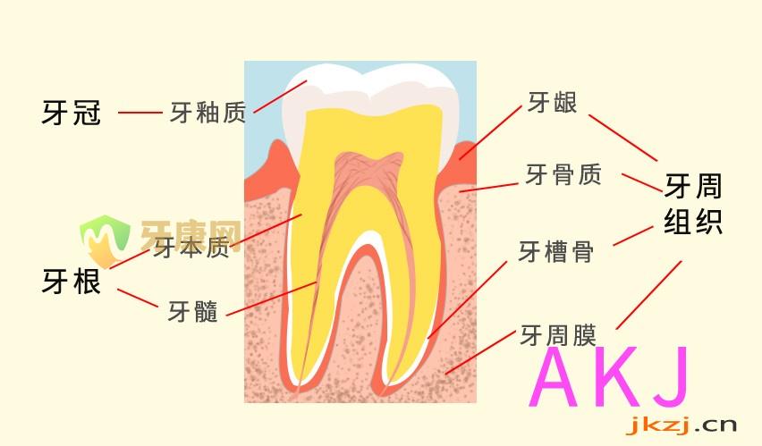 牙齿的组织介绍